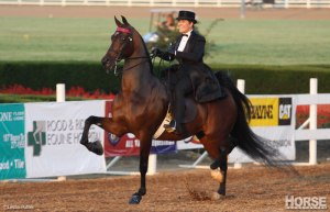saddlebred-three-gait_800